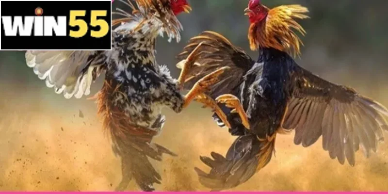 Cách Chọn Gà Chọi Đúng Chuẩn Từ Ngoại Hình Đến Thể Lực 2 Mỗi giống có ưu thế về sức, đòn hoặc độ bền riêng