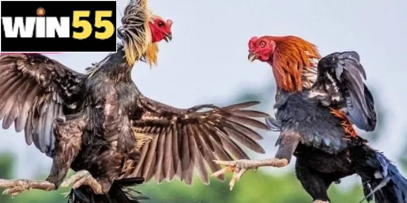 Cách Nuôi Gà Đá Cựa Sắt Chuẩn Kỹ Thuật Cho Thể Lực Đỉnh Cao 2 Ăn đúng - tập đều - hồi phục nhanh mới tạo được chiến kê mạnh